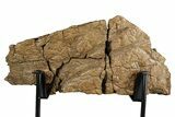 Dinosaur (Triceratops) Frill Shield Section w/ Stand - Wyoming #379885-5